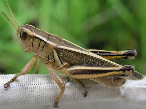 Grasshopper