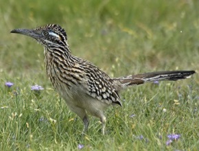 Roadrunner