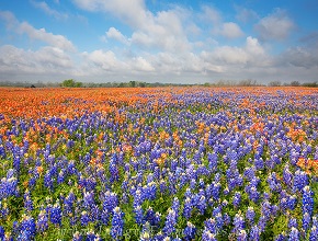 Wildflowers